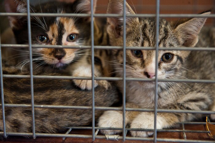 A litter of stray kittens wait to the be handed over to Clark County Animal Control at the pest management building, June 10, 2014, at Nellis Air Force Base, Nev. With the summer months approaching, more stray animals and vermin will be trying to get in or around buildings and homes to escape the heat and find water. (U.S. Air Force photo by Airman 1st Class Thomas Spangler)  