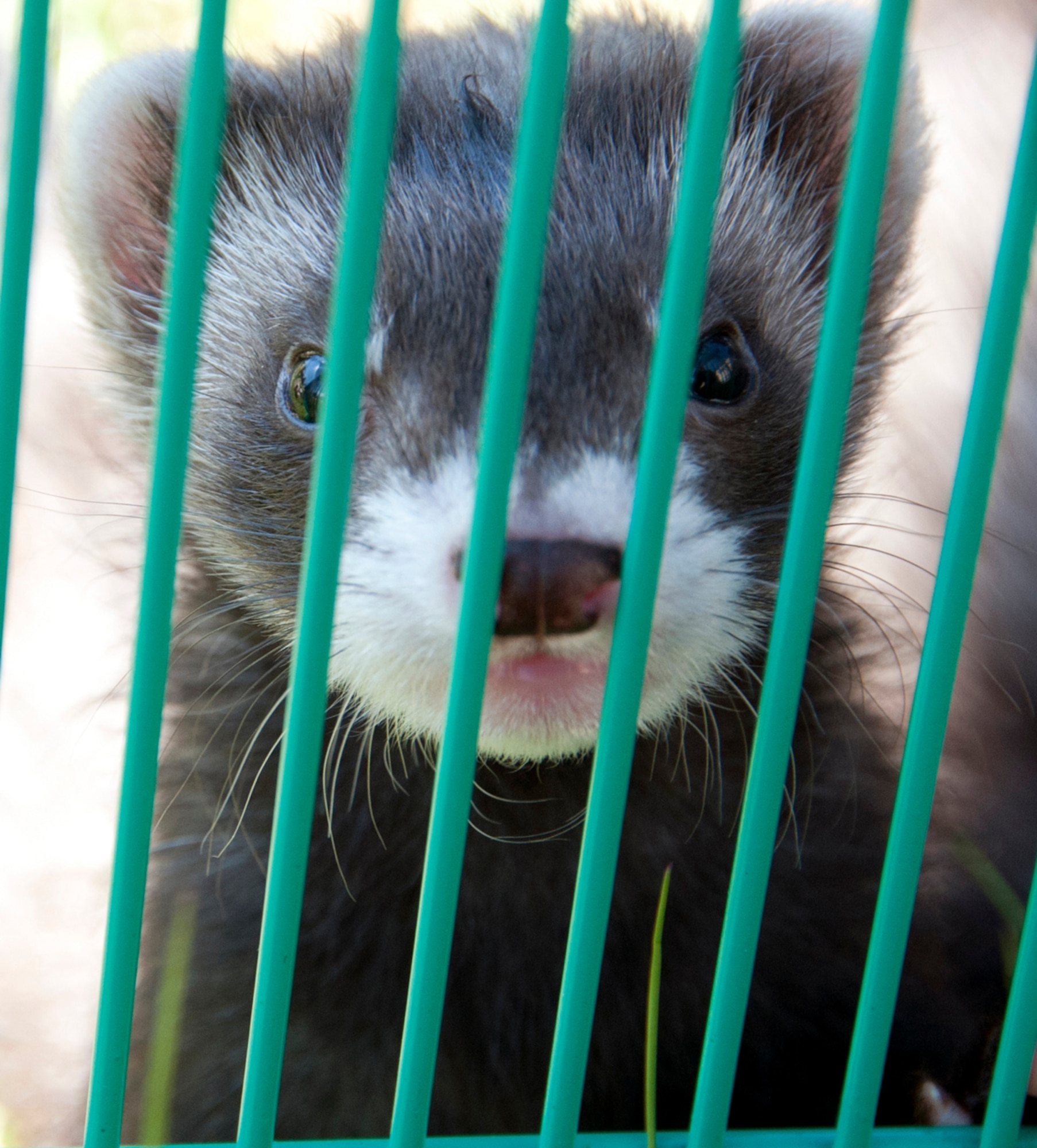 A ferret looks through a cage during one of the ‘Paws to Read’ events at the Consolidated Library on Joint Base Elmendorf-Richardson, Alaska, June 5, 2014. Library staff read to program participants about ferrets and service dogs that were present at the event. For the past five years, the DoD has been encouraging children, teens and adults to read during the summer through the iREAD Program. (U.S. Air Force photo/Airman 1st Class Tammie Ramsouer)