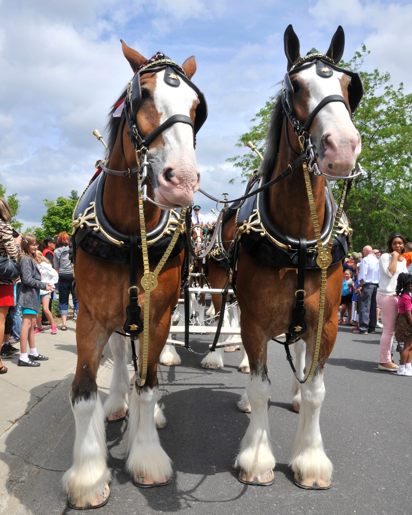 Two of eight Budweiser clydesdales stand tall for the crowds at Fairchild Air Force Base, Wash., June 15, 2014. To qualify for one of the traveling hitches, a Budweiser clydesdale must be a gelding at least four years old, stand 72 inches at the shoulder when fully mature and weigh between 1,800 and 2,300 pounds. They must also have a bay coat, four white legs, a white blaze and a black mane and tail. (U.S. Air Force photo by Senior Airman Mary O'Dell/Released)