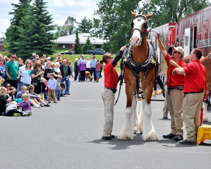 A Budweiser clydedale's gear is put on preparation to be hitched to the famous red wagon at Fairchild Air Force Base, Wash., June 15, 2014. Each harness and collar weighs approximately 130 pounds and is handcrafted with solid brass, patent leather and stitched with pure linen thread. (U.S. Air Force photo by Senior Airman Mary O'Dell/Released)