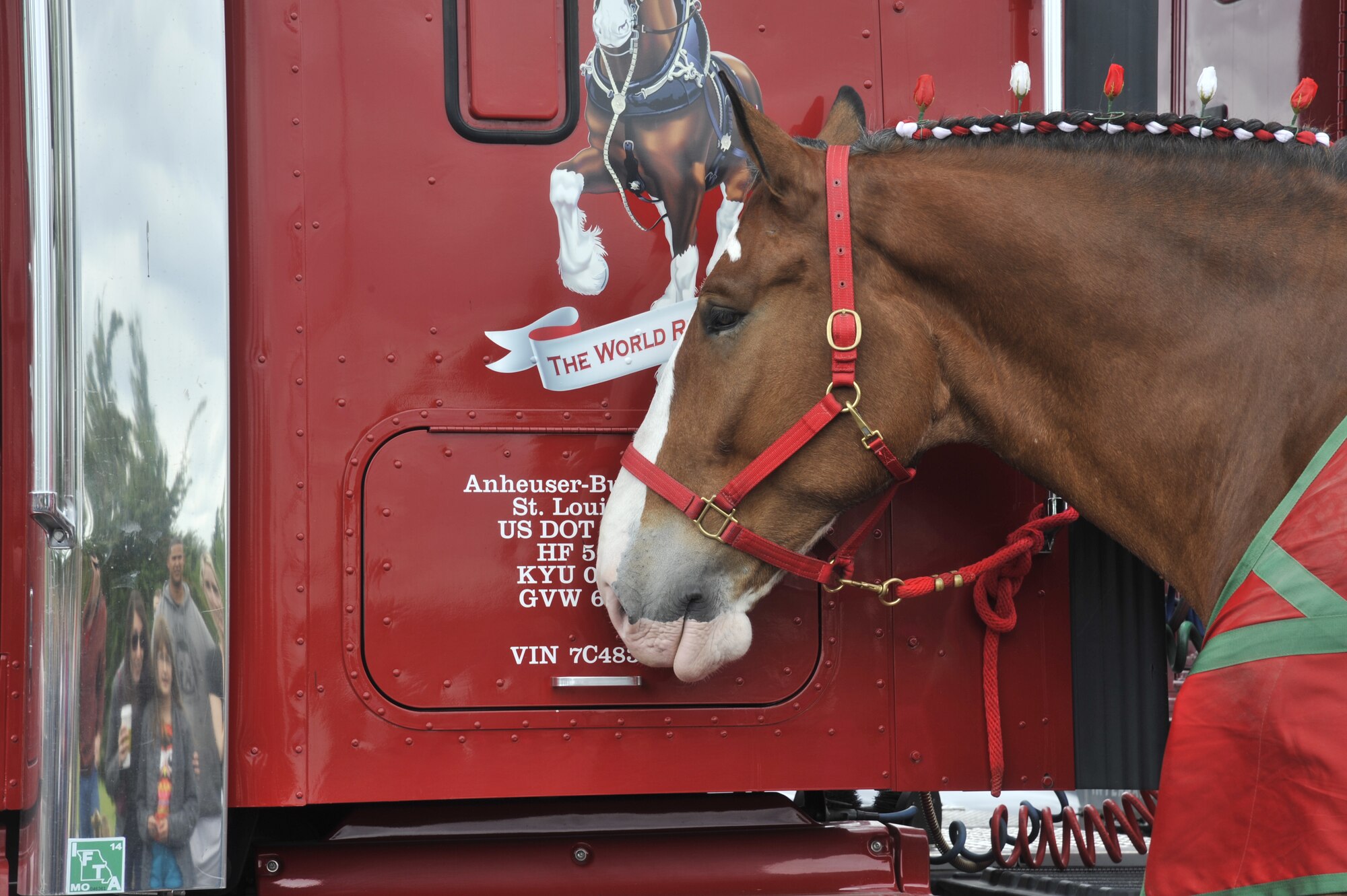 Carter, an Anheuser-Busch Budweiser Clydesdale, stands next to a trailer at Fairchild Air Force Base, Wash., June 15, 2014. Carter, along with seven of the other Budweiser clydedales, came to Fairchild on Father's Day for military families to see. (U.S. Air Force photo by Senior Airman Mary O'Dell/Released)