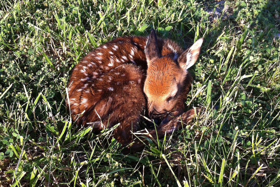 A fawn hides in the grass at McAlpine Locks and Dam, Louisville, Ky.