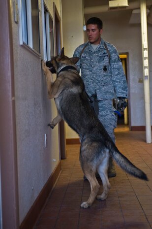 Staff Sgt. Alden Dunn, 99th Security Forces Squadron military working dog handler, participates in explosives training with Alfi, military working dog, during a joint mass odor training event June 11, 2014, at Nellis Air Force Base, Nev. A total of 40 working dogs participated in the event including civilian security outlets throughout Las Vegas. (U.S. Air Force photo by Senior Airman Christopher Tam)