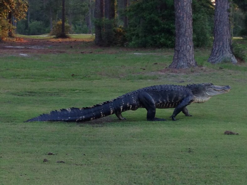 An alligator crosses the 12th hole at Gator Lakes Golf Course on Hurlburt Field, Fla., May 18, 2014. (U.S. Air Force photo/Airman 1st Class Jeff Parkinson)