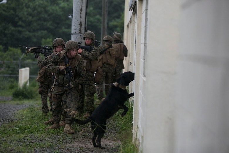 U.S. Marine Lance Cpl. Caleb M. Owens, front, and his military working dog, Dixie, lead a combined patrol of Republic of Korea and U.S. Marines June 11 during military operations on urbanized terrain training at the MOUT training center in Pohang, Republic of Korea. The two-day training evolution covered the basics of patrolling through an urban environment, reacting to enemy contact, crossing danger areas, as well as  clearing out rooms, stairwells and buildings. The U.S. Marines are in Pohang to take part in the Korean Marine Exchange Program 14-8, a combined, small-unit training exercise, which enhances the combat readiness and interoperability of ROK-U.S. Marine Corps forces. Owens is a military working dog handler with 3rd Law Enforcement Battalion, III Marine Expeditionary Force Headquarters Group, III MEF. Dixie is a military working dog with the battalion, specialized in searching for explosives. The ROK Marines are military policemen with Military Police Company, 2nd ROK Marine Division.  (U.S. Marine Corps photo by Lance Cpl. Drew Tech/Released)