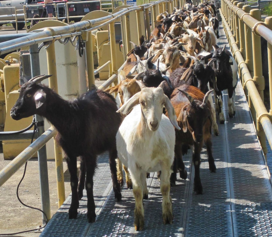 Two herds of goats came to Mill Creek to remove weeds and other vegetation growing on levees that border the creek shoreline extending from the Mill Creek diversion dam downstream to the metal division works foot bridge near the Mill Creek Office. 