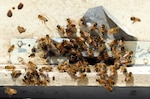 Local honey bees from Ghanzi province take flight for the first time since being moved from their home at the Texas National Guard Agribusiness Department Team 5's greenhouse on Forward Operating Base Ghazni, Afghanistan April 4, 2012.