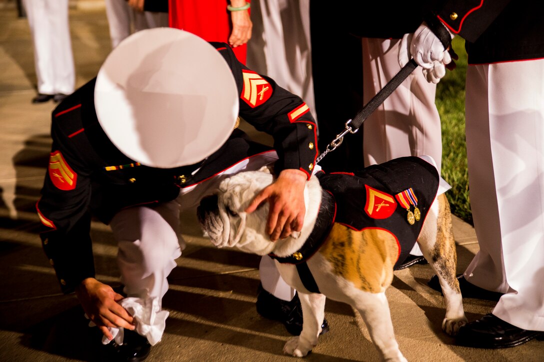 Cpl. Kyle Carpenter, Medal of Honor recipient, greets Lance Cpl. Chesty XIV, Marine Corps mascot, after a Friday Evening Parade at Marine Barracks Washington, June 20, 2014. Carpenter is the third Marine to recieve the Medal of Honor for actions during Operations Iraqi Freedom and Enduring Freedom.
