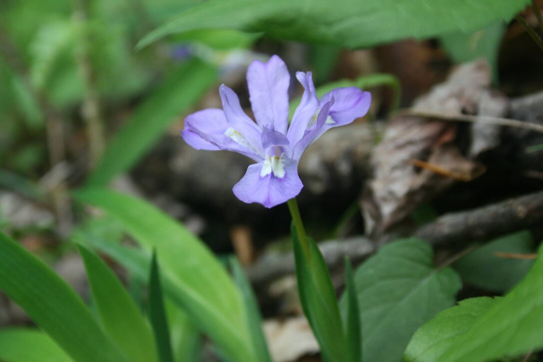 A blue flag iris in bloom at Buckhorn Lake, Buckhorn, Ky.