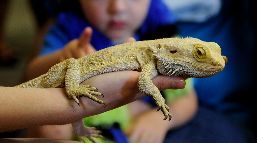 Ike, son of Petty Officer 1st Class David T. Jackson II, Fleet Logistics Support Squadron 53, reaches to pet an Australian Bearded Dragon at the library on Joint Base Andrews, Md., June 24, 2014. Cosca Regional Park’s Clearwater Nature Center’s brought a variety of reptiles to teach more than fifty children about the animals’ behavior, habitat and anatomy. (U.S. Air Force photo/Senior Airman Nesha Humes)