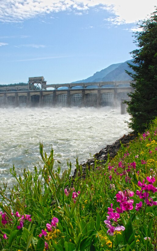 Wildflowers in bloom near the spillway of the Bonneville Dam.