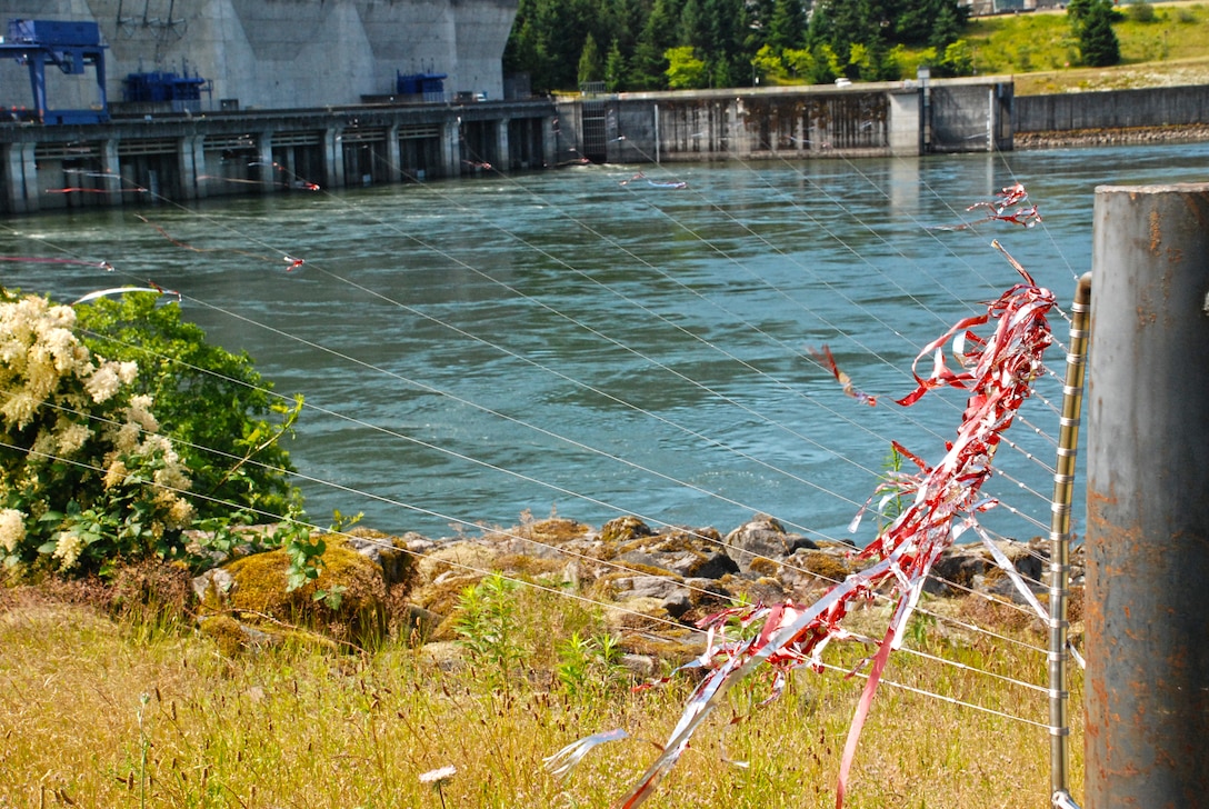 Cables stretched from this anchor point across the river to the dam are designed to stymie birds who would prey on the endangered fish near the dam. Reflective streamers adorn the cables to aid visibility; the cables are one of the many effective ways that the U.S. Army Corps of Engineers helps to protect endangered fish at its projects.