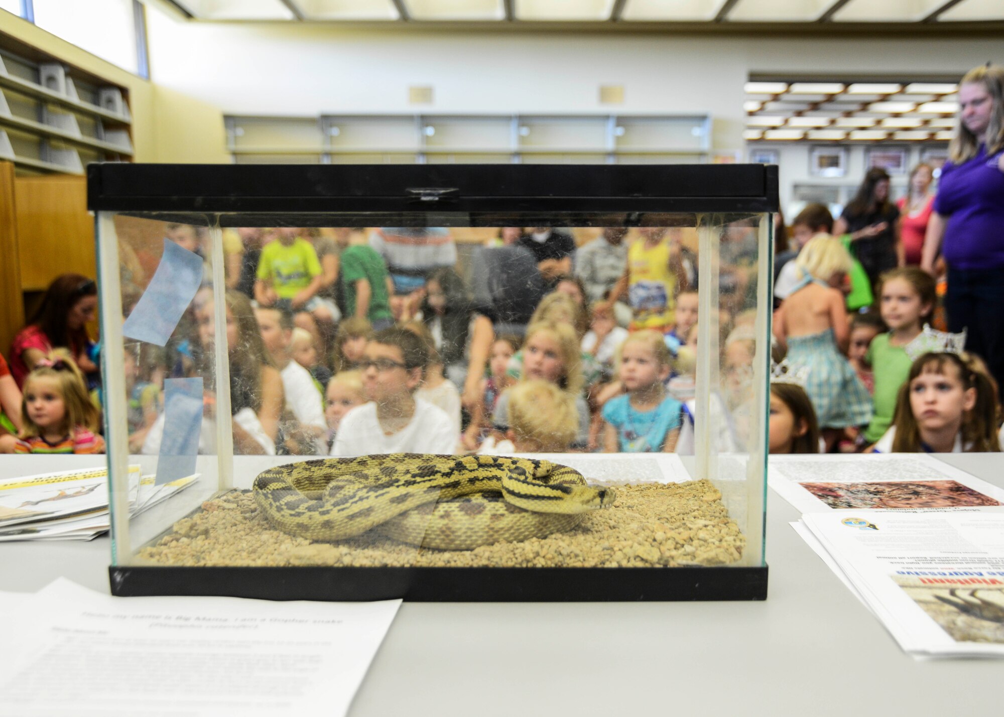 Children at the Summer Reading Program got a chance to see wildlife first-hand when Environmental Management brought a gopher snake for the children to touch. (U.S. Air Force photo by Rebecca Amber) 