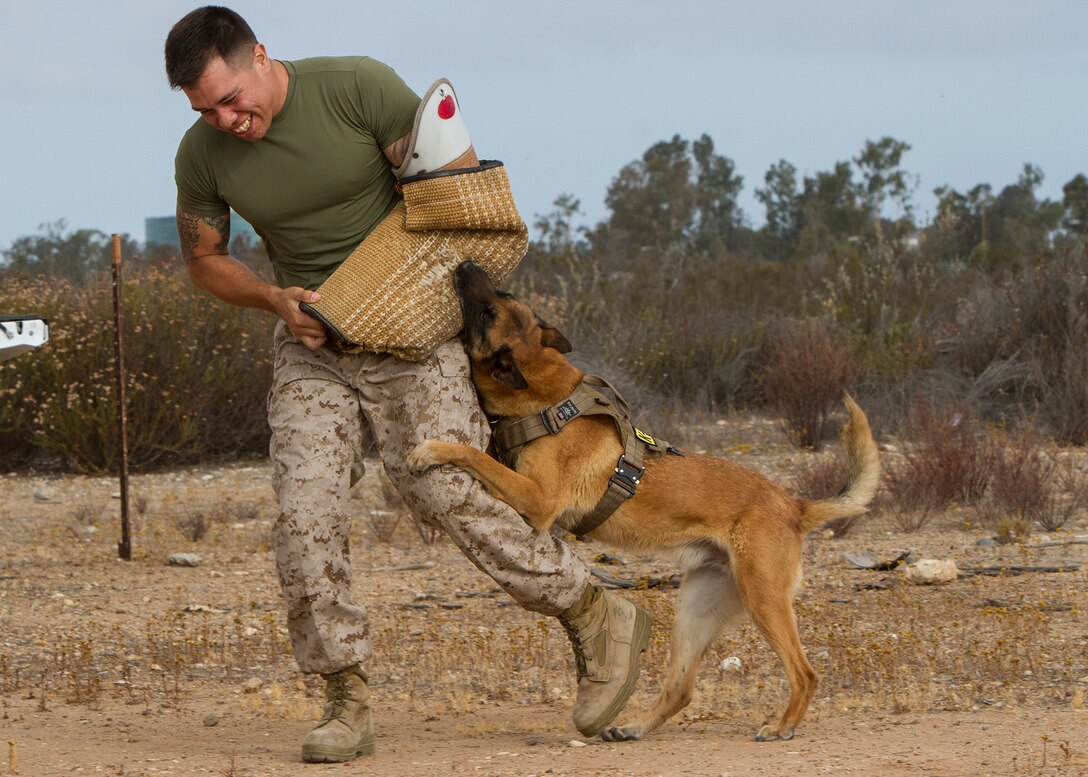 Sgt. Nicholas Aguirre, a military working dog handler with the Provost Marshal’s Office, demonstrates the power of a military working dog bite during a Lil’ Leatherneck Day aboard Marine Corps Air Station Miramar, Calif., June 27. More than 50 children of Marines and Sailors with Headquarters and Headquarters Squadron participated in the event, featuring stations for military police, military working dogs, Explosive Ordnance Disposal, air traffic control, Aircraft Rescue and Firefighting and the Indoor Simulated Marksmanship Trainer.