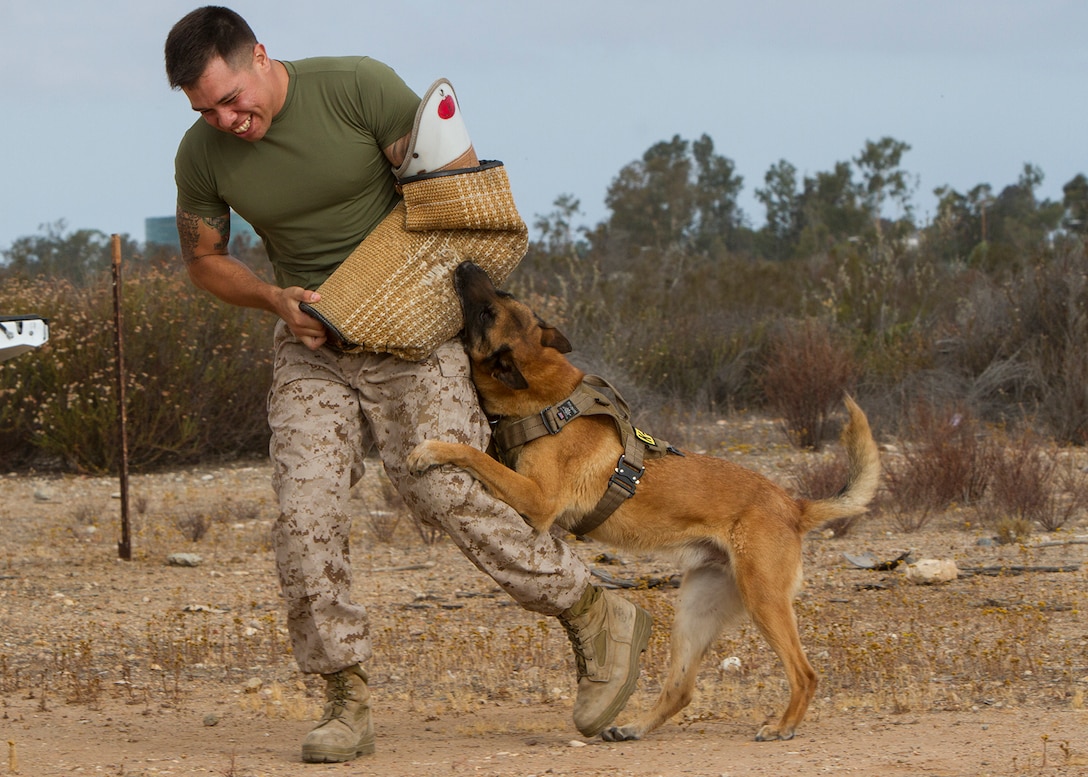 Sgt. Nicholas Aguirre, a military working dog handler with the provost marshal’s office, demonstrates the power of a military working dog bite during a Lil’ Leatherneck Day aboard Marine Corps Air Station Miramar, Calif., June 27. More than 50 children of Marines and sailors with Headquarters and Headquarters Squadron participated in the event, featuring stations for military police, military working dogs, explosive ordnance disposal, air traffic control, aircraft rescue and firefighting and the indoor simulated marksmanship trainer.