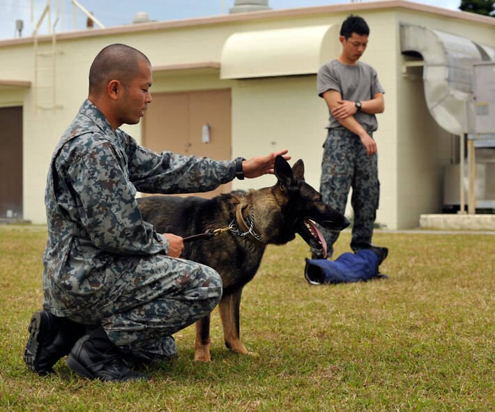 Japan Air Self-Defense Force Staff Sgt. Ryota Chinen (left), and Senior Airman Mutsuhiro Yamanaka (right), military working dog handlers, work with their MWDs during joint MWD training at the 18th Security Forces Squadron kennels on Kadena Air Base, Japan, Feb. 26, 2014. JASDF MWD handlers previously trained with Kadena's MWDs and were able to bring their own MWDs for this opportunity. (U.S. Air Force photo by Naoto Anazawa) 