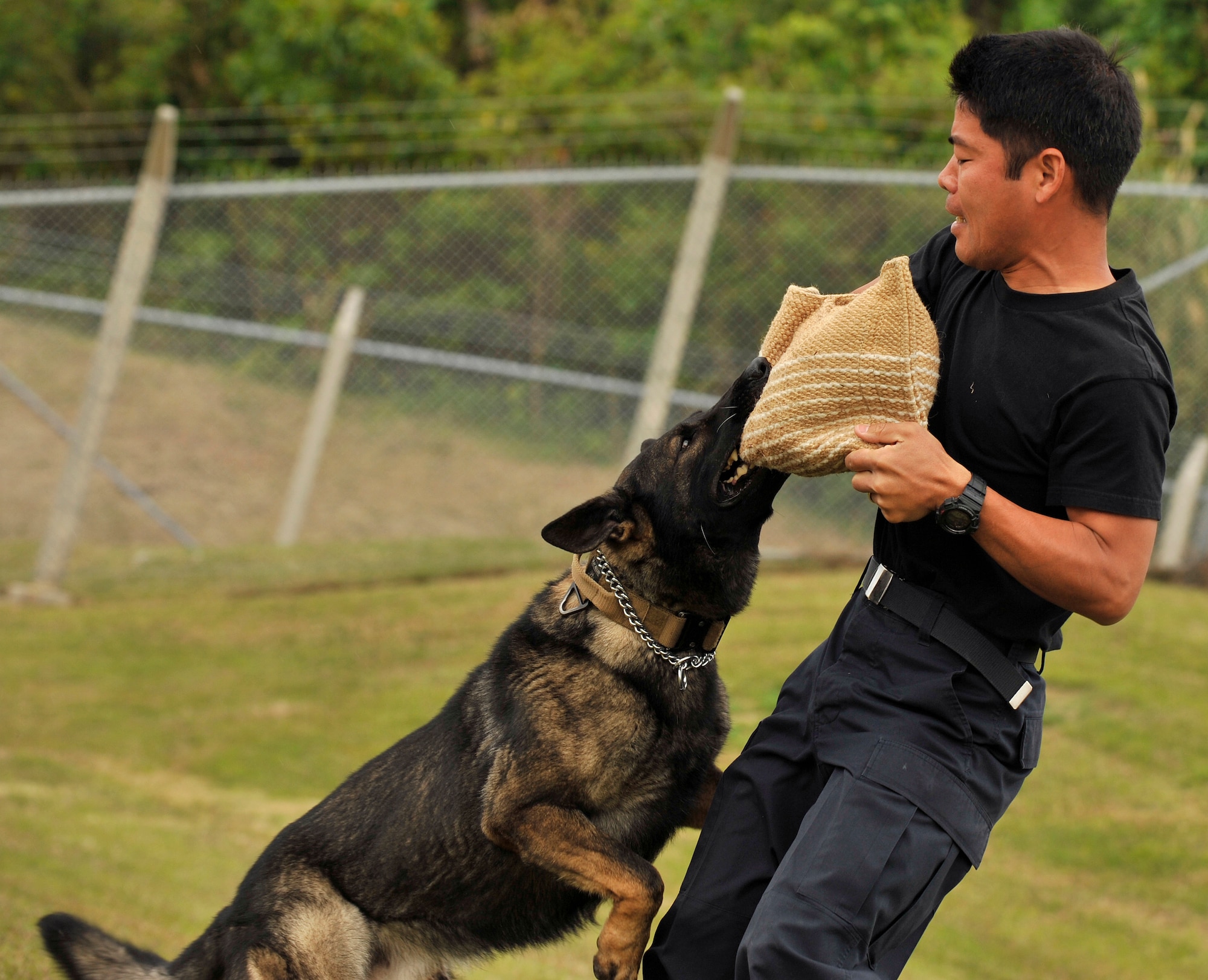 Marco, a Japan Air Self-Defense Force Military Working Dog, attacks Civilian Guard Shitetsu Hirata, 18th Security Forces Squadron kennel assistant, during joint MWD training at the 18th SFS kennels on Kadena Air Base, Japan, Feb. 26, 2014. MWD handlers conduct training with their assigned MWD on a daily basis to maintain proficiency in all aspects of their duties as well as preparing them for operations down range. (U.S. Air Force photo by Naoto Anazawa) 