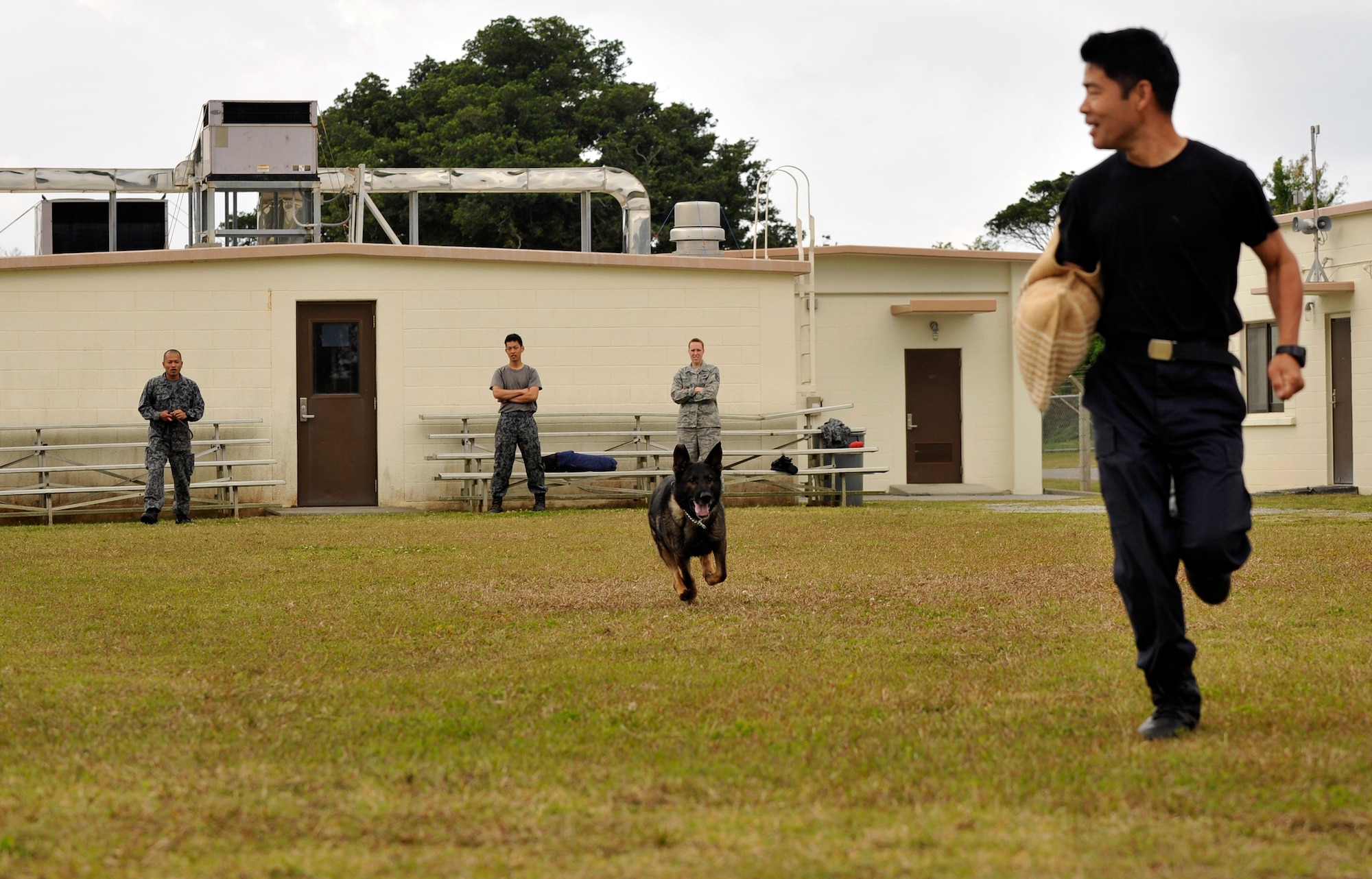 Marco, a Japan Air Self-Defense Force Military Working Dog, runs toward Civilian Guard Shitetsu Hirata, 18th Security Forces Squadron kennel assistant, during joint MWD training at the 18th SFS kennels on Kadena Air Base, Japan, Feb. 26, 2014. Joint MWD training gave JASDF handlers a diverse experience in training with their U.S. counterparts. (U.S. Air Force photo by Naoto Anazawa)