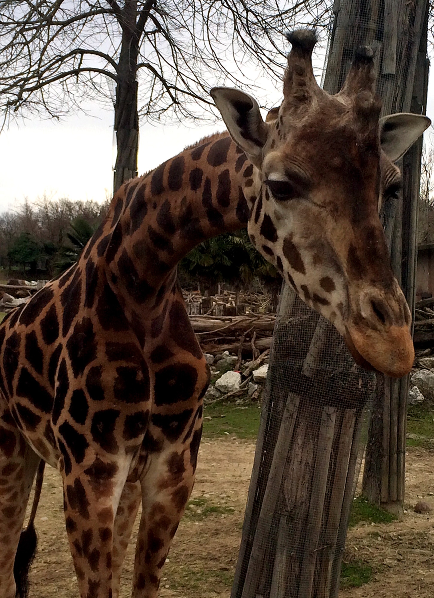 A giraffe greets visitors at the bus window during the safari park visit at Parco Natura Viva in Pastrengo, Italy. The safari section housed zebras, ostriches, antelopes, giraffes, cheetahs, lions, hyenas, lemurs, hippopotamuses and red river hogs. (U.S. Air Force photo/Staff Sgt. R.J. Biermann)