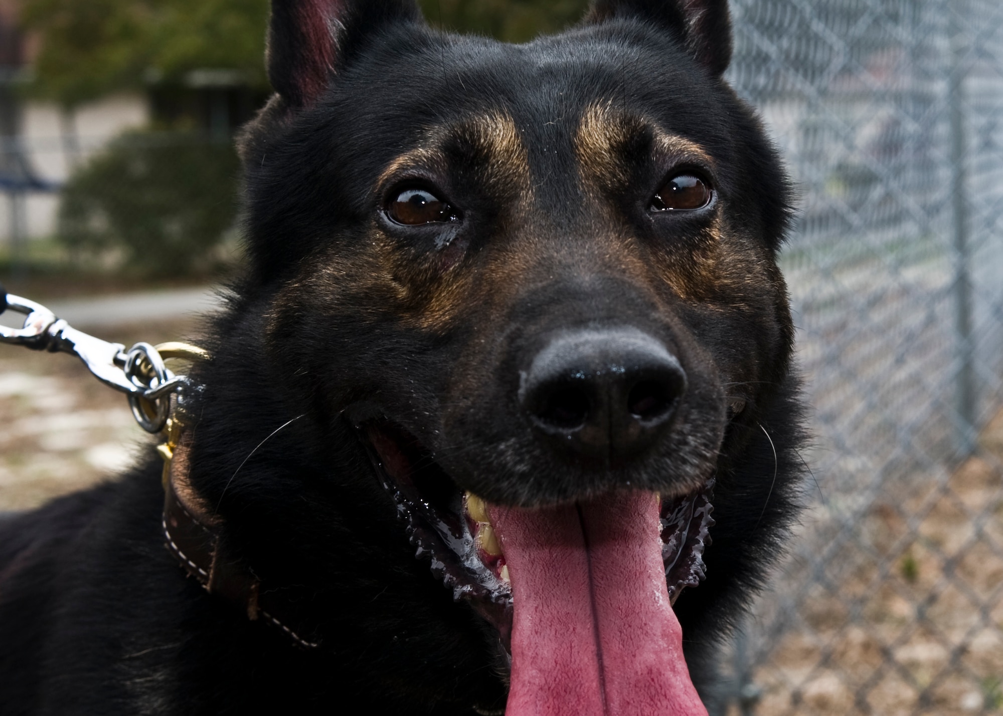 A military working dog pants after attacking a simulated intruder in base housing on Hurlburt Field, Fla., March 3, 2014. MWD handlers trained their dog to attack and stop hostile individuals. (U.S. Air Force photo/Senior Airman Naomi Griego)  