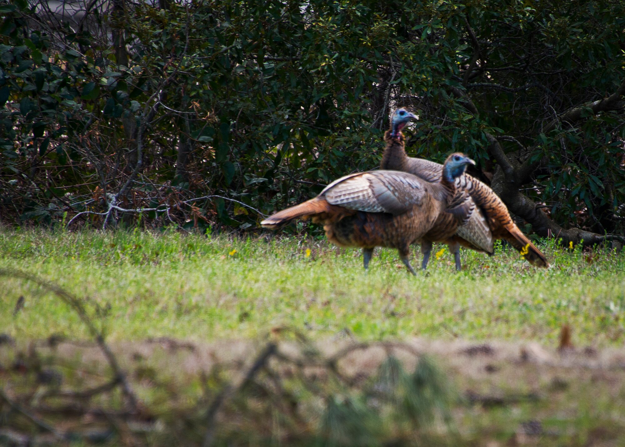A couple of wild turkeys were spotted along Eglin Boulevard March 3 at Eglin Air Force Base, Fla.  Spring brings these normally reclusive birds out into the open to feed on new vegetative growth and insects.  The Eglin reservation has a sizable wild turkey population including a growing number on the main base.  For more information on wild turkeys or the upcoming turkey seasons, call Jackson Guard at 882-4165 or 4166.  (U.S. Air Force photo/Samuel King Jr.)