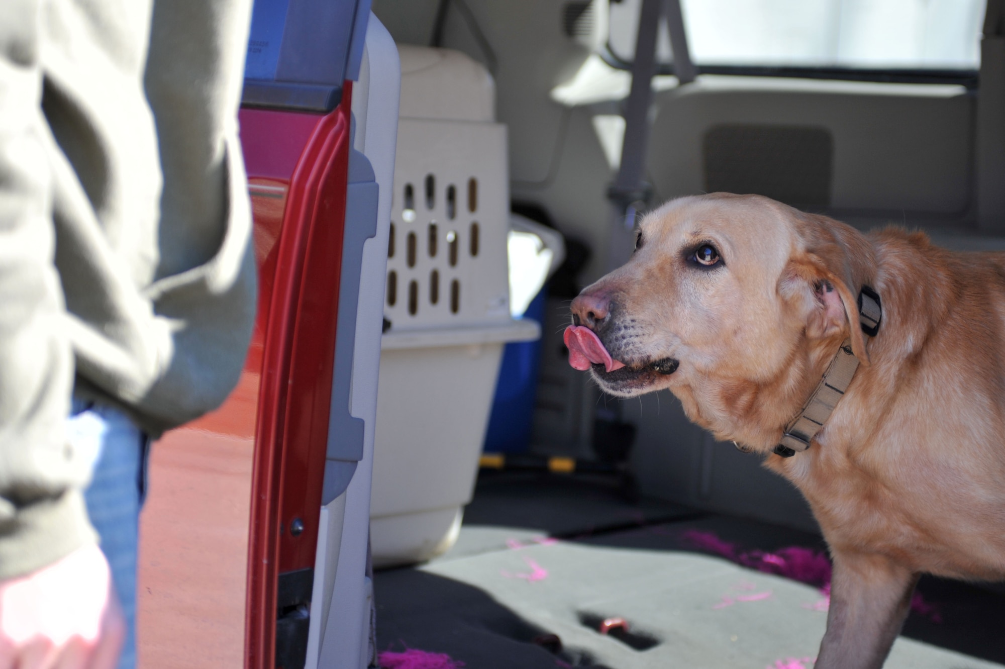 Honza, a 7-year-old specialized search dog, prepares to depart to his new home after being adopted by his handler, U.S. Army Sgt. John Nolan, former senior SSD handler previously assigned to the 3rd Military Police Detachment, at Fort Eustis, Va., Feb. 28, 2014.  Nolan said Honza saved his life on more than one occasion while the two were deployed to Afghanistan, and it was only right to try to adopt Honza so they could continue to be partners. Nolan is a native of Wilkes-Barre, Pa.   (U.S. Air Force photo by Staff Sgt. Katie Gar Ward/Released)