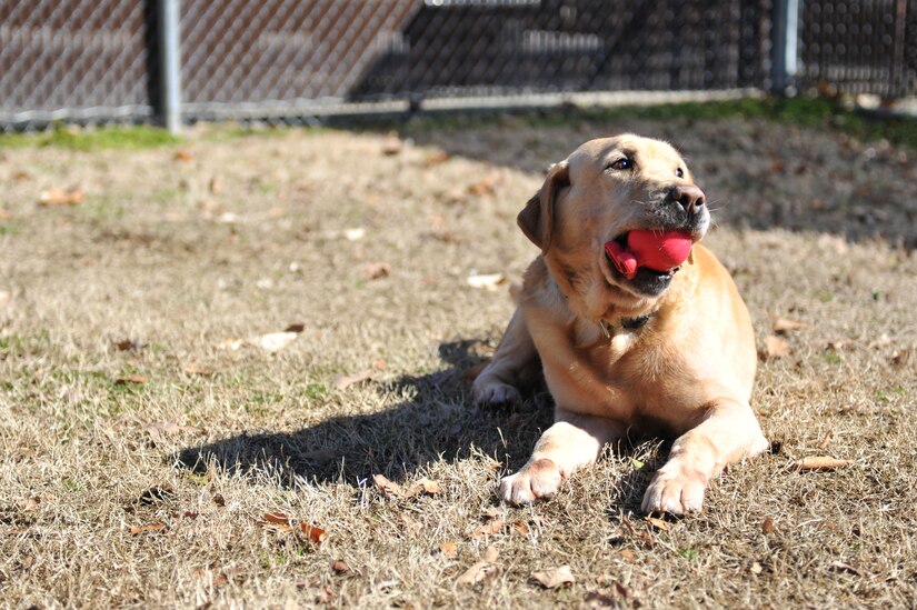 Honza, a 7-year-old specialized search dog, plays outside after being reunited with his handler, U.S. Army Sgt. John Nolan, former senior SSD handler previously assigned to the 3rd Military Police Detachment, at Fort Eustis, Va., Feb. 28, 2014. According to Nolan, the ease in Honza’s adoption was based on several factors, including the combination of Nolan leaving active duty to join the Army Reserves, the SSD program mission changing and Honza’s separation anxiety. (U.S. Air Force photo by Staff Sgt. Katie Gar Ward/Released)
