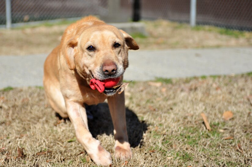 Honza, a 7-year-old specialized search dog, plays outside after being reunited with his handler, U.S. Army Sgt. John Nolan, former senior SSD handler previously assigned to the 3rd Military Police Detachment, at Fort Eustis, Va., Feb. 28, 2014. According to Nolan, the ease in Honza’s adoption was based on several factors, including the combination of Nolan leaving active duty to join the Army Reserves, the SSD program mission changing and Honza’s separation anxiety. (U.S. Air Force photo by Staff Sgt. Katie Gar Ward/Released)