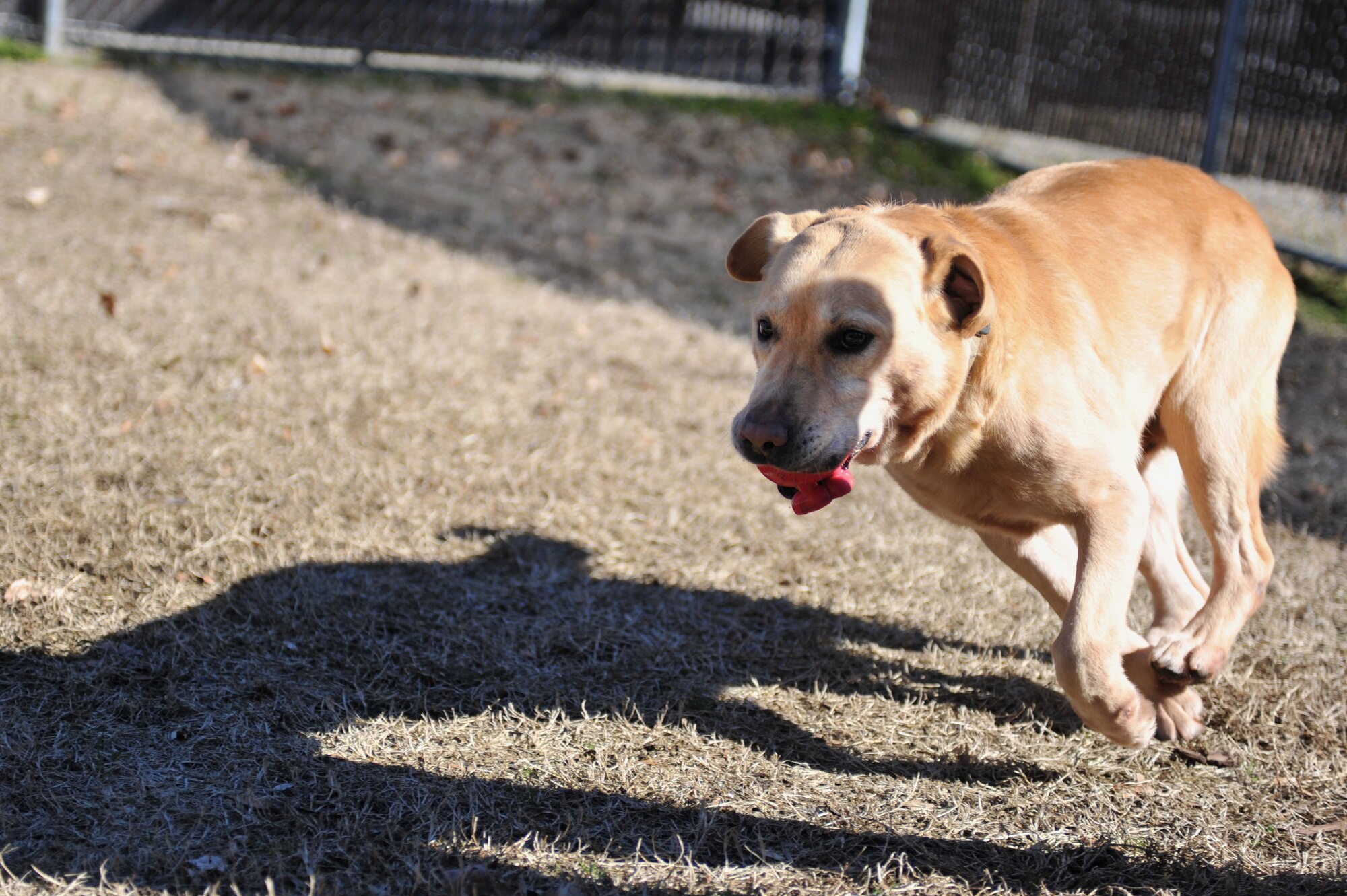 Honza, a 7-year-old specialized search dog, plays outside after being reunited with his handler, U.S. Army Sgt. John Nolan, former senior SSD handler previously assigned to the 3rd Military Police Detachment, at Fort Eustis, Va., Feb. 28, 2014. Because the SSD program is winding down as forces return from Afghanistan, Honza’s adoption process took less time than standard working-dog adoptions.  (U.S. Air Force photo by Staff Sgt. Katie Gar Ward/Released)
