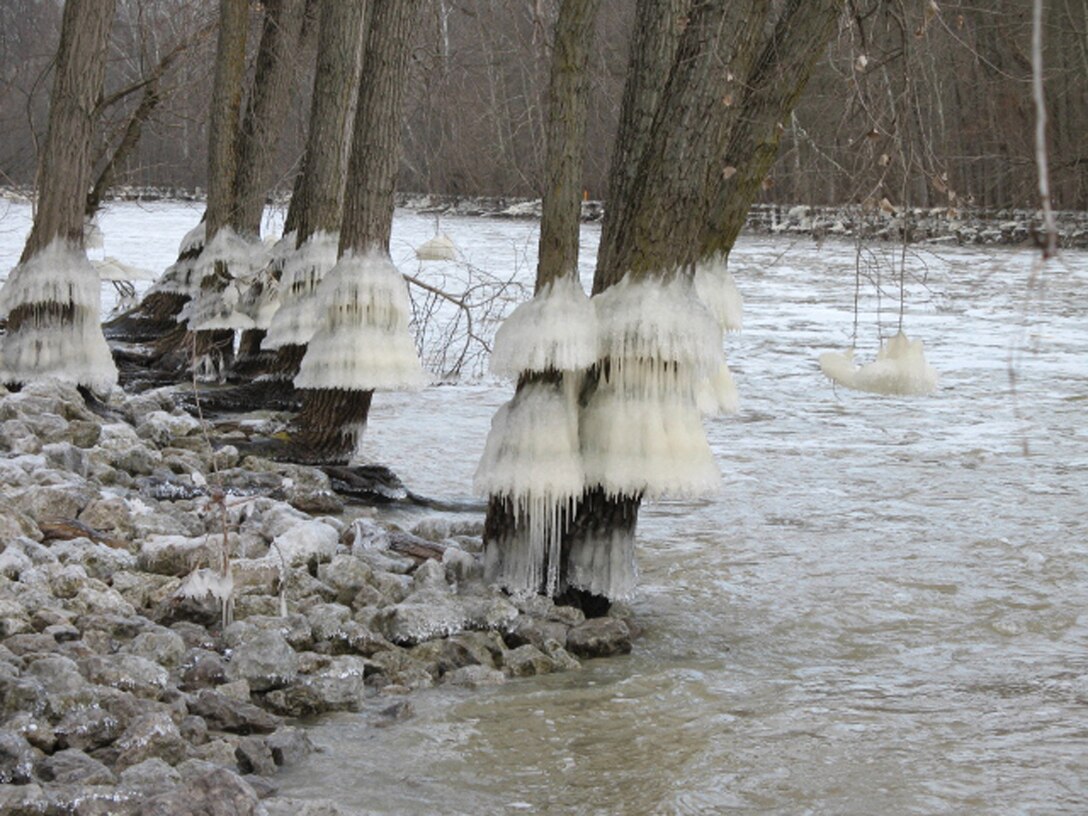 Along the tailwater at J. Edward Roush Lake, ice formations were created on trees as the water release was decreased.