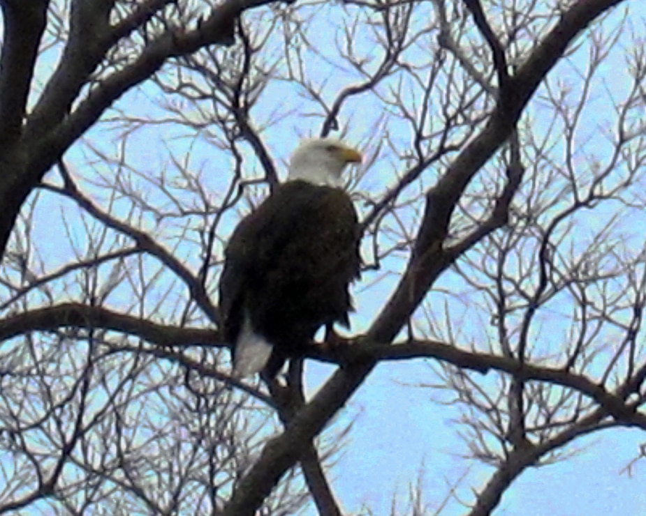 Bald Eagle at Locks and Dam 15 in Rock Island, IL.