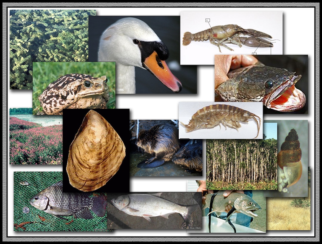 The ISIS provides access to information on the identification, biology, ecology and associated management strategies for more than 260 invasive species.