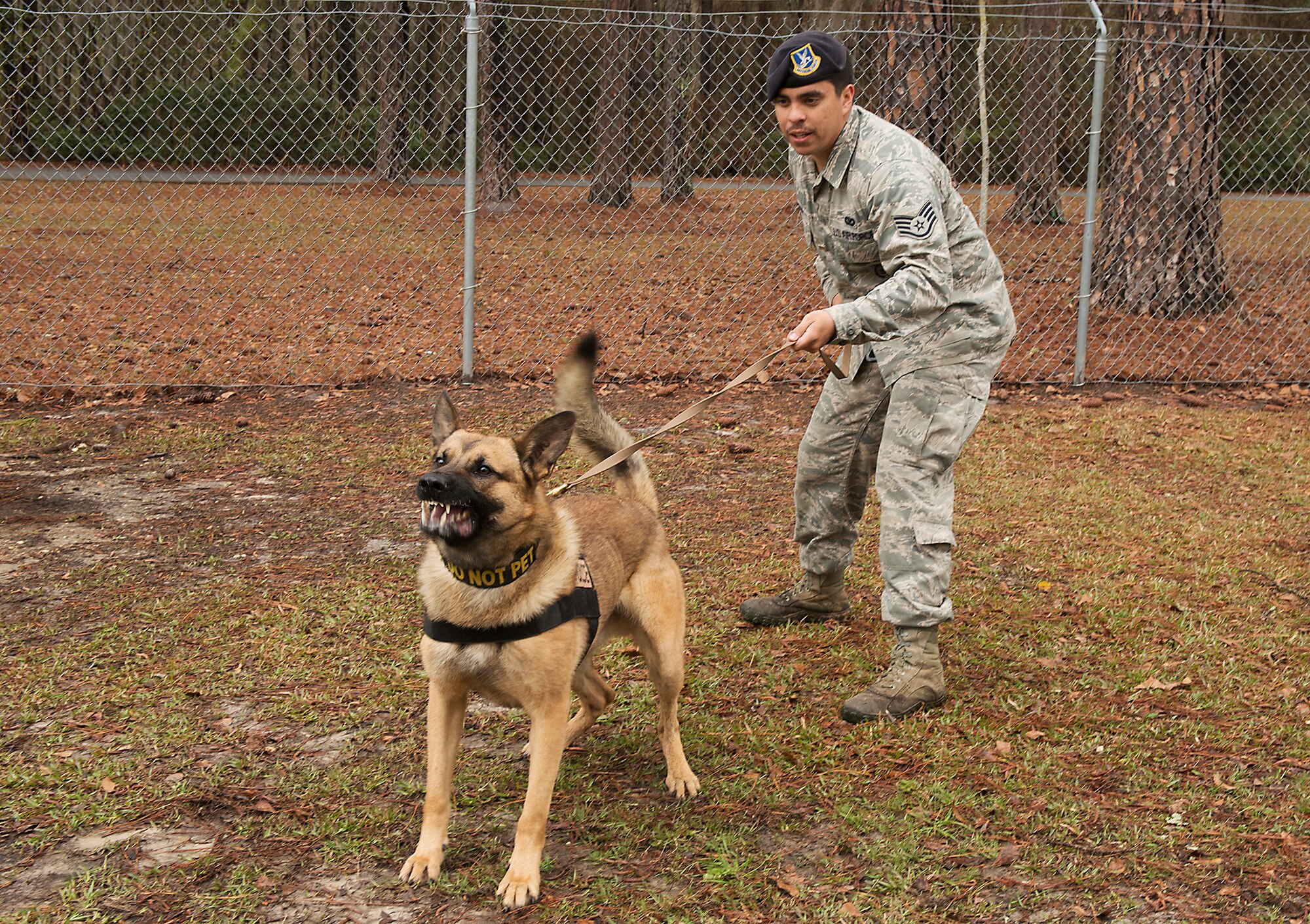 U.S. Air Force Staff Sgt. Devin Tiger, 23d Security Forces Squadron Military Working Dog handler, holds back MWD Nido as he growls at an aggressor during training at Moody Air Force Base, Ga., March 7, 2014. MWDs Nido and Marco arrived from the puppy program at Lackland AFB, Texas December 2013. (U.S. Air Force photo by Senior Airman Tiffany M. Grigg/Released) 