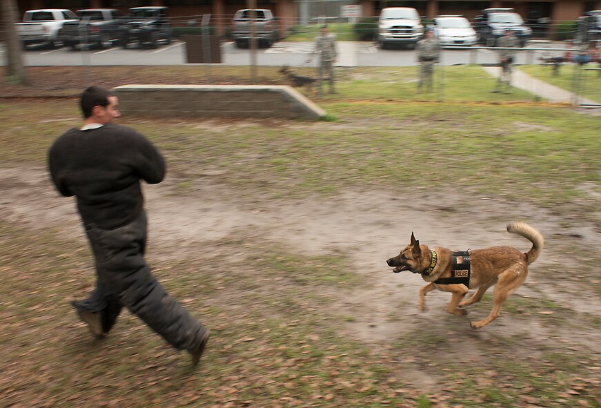 Military Working Dog Nido, 23d Security Forces Squadron, chases U.S. Air Force Staff Sgt. Nicholas Bonello, 23d SFS MWD handler, during training at Moody Air Force Base, Ga., March 5, 2014. Nido, along with MWD Marco, are undergoing certification training customary to being the new dogs of the kennels. (U.S. Air Force photo by Senior Airman Tiffany M. Grigg/Released)