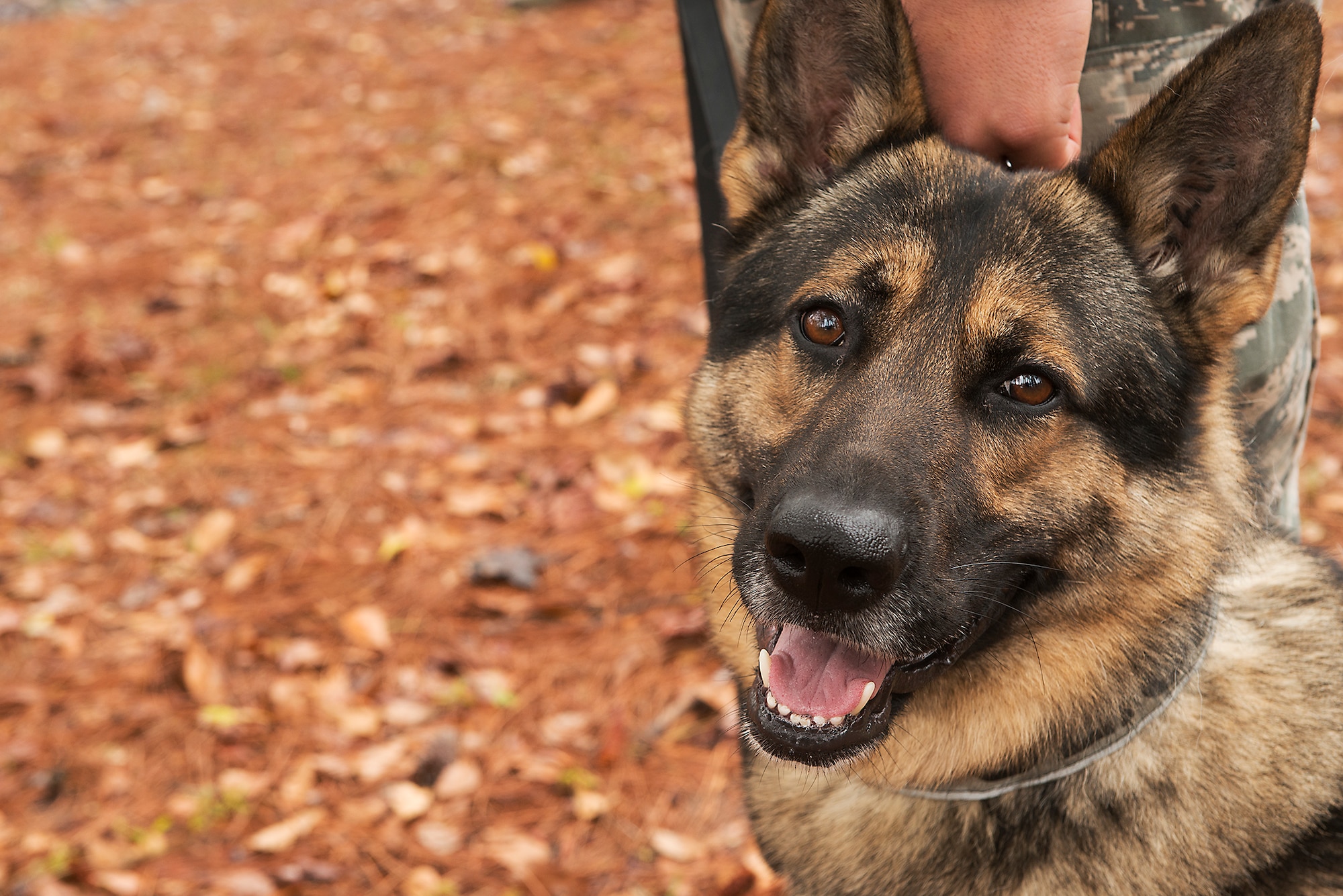 Military Working Dog Marco, 23d Security Forces Squadron, poses during training at Moody Air Force Base, Ga., March 5, 2014. Marco is a two-year-old dog that recently arrived to the Moody kennels from the puppy program at Lackland AFB, Texas. (U.S. Air Force photo by Senior Airman Tiffany M. Grigg/Released)