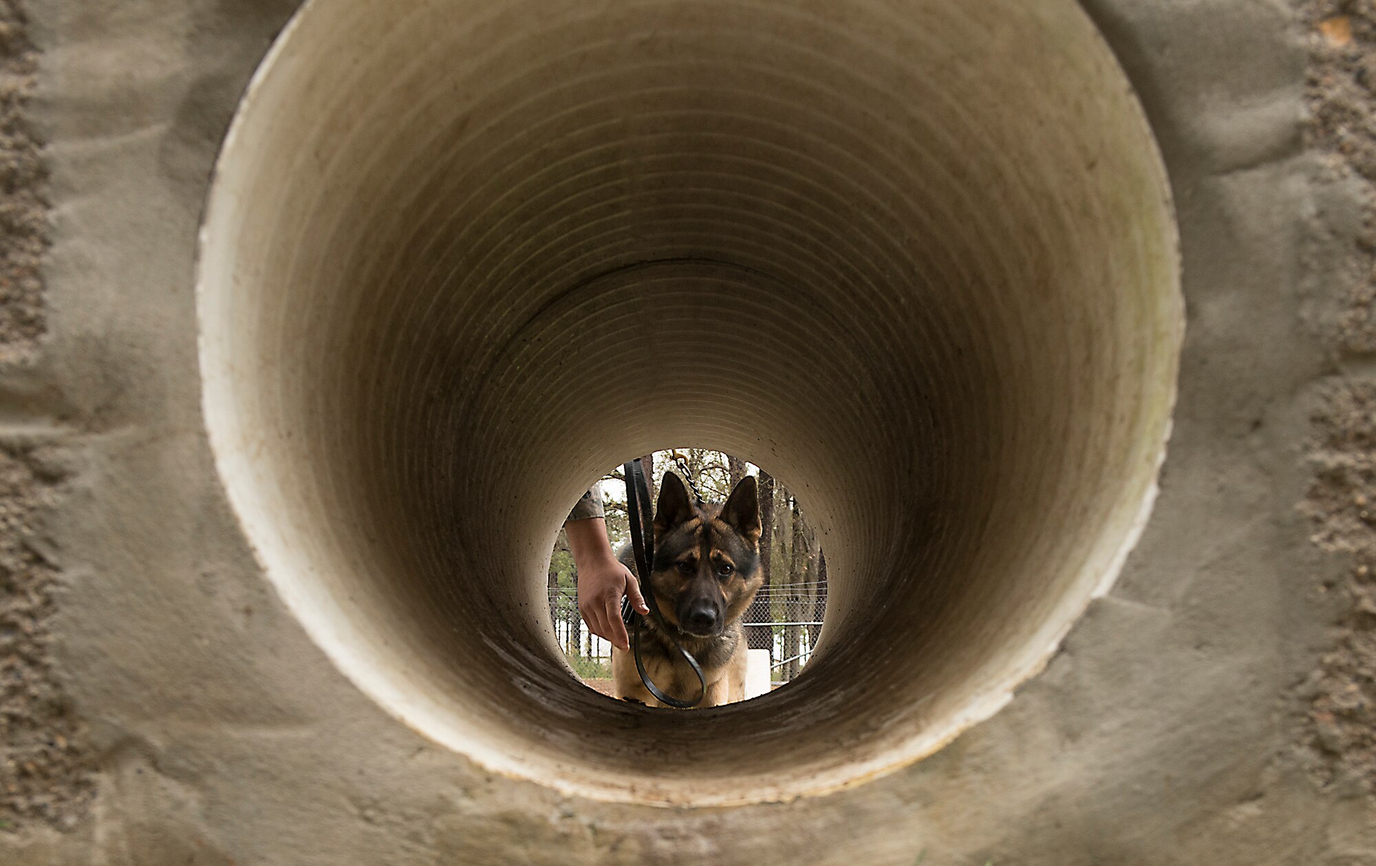Military Working Dog Marco, 23d Security Forces Squadron, awaits his handler’s command to go through a tunnel during training at Moody Air Force Base, Ga., March 7, 2014. Marco and MWD Nido, the kennel’s newest arrivals, are both patrol and explosive detection dogs. (U.S. Air Force photo by Senior Airman Tiffany M. Grigg/Released)