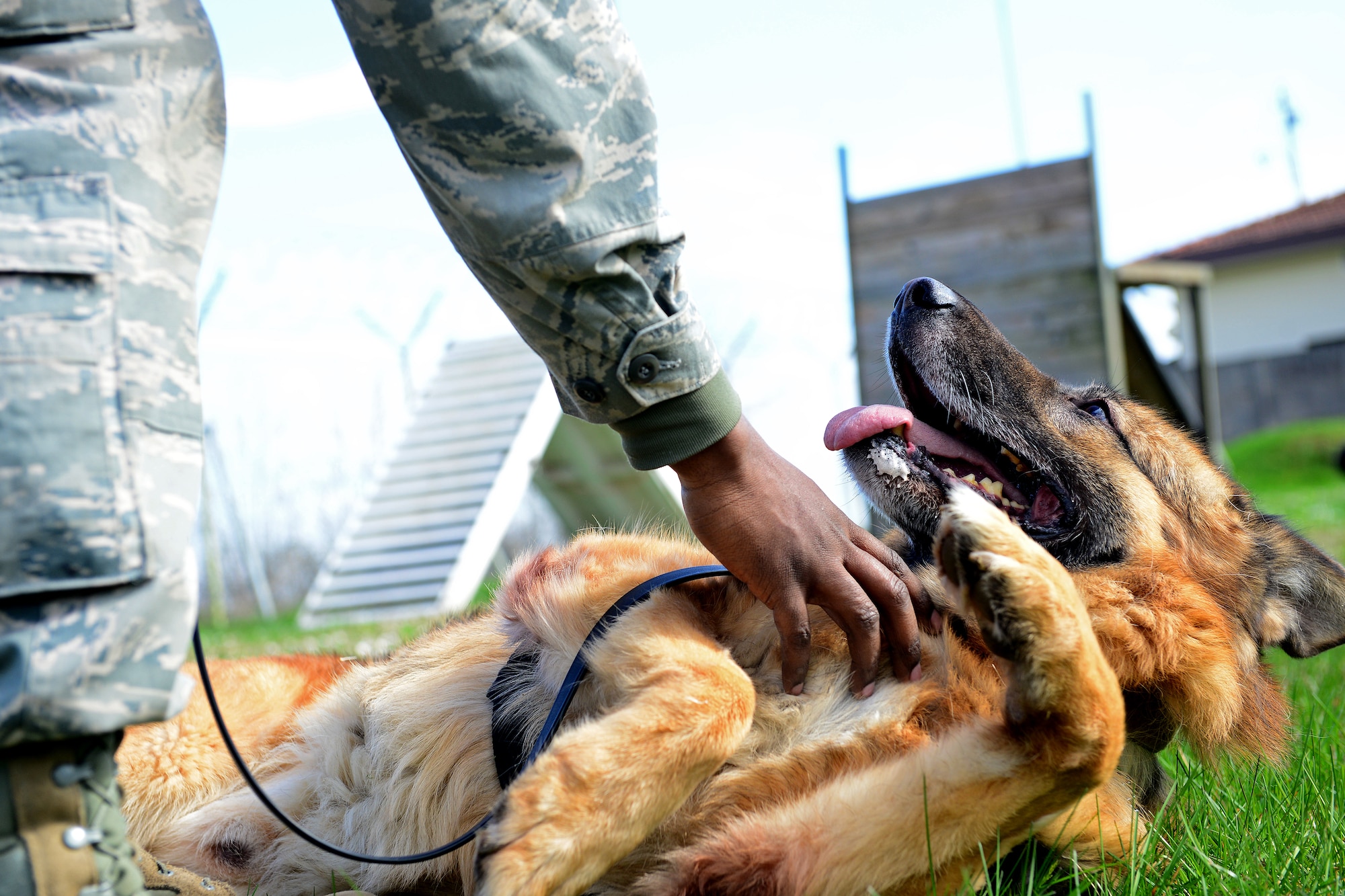 Staff Sgt. Rodreques Boyd plays with Nado, a military working dog, during training, March 6, 2014, at Aviano Air Base, Italy. MWDs teams assist fellow security forces members in daily operations to protect base personnel and resources. Boyd and Nado are a part of the 31st Security Forces Squadron as a military working dog team. (U.S. Air Force photo/Senior Airman Matthew Lotz)