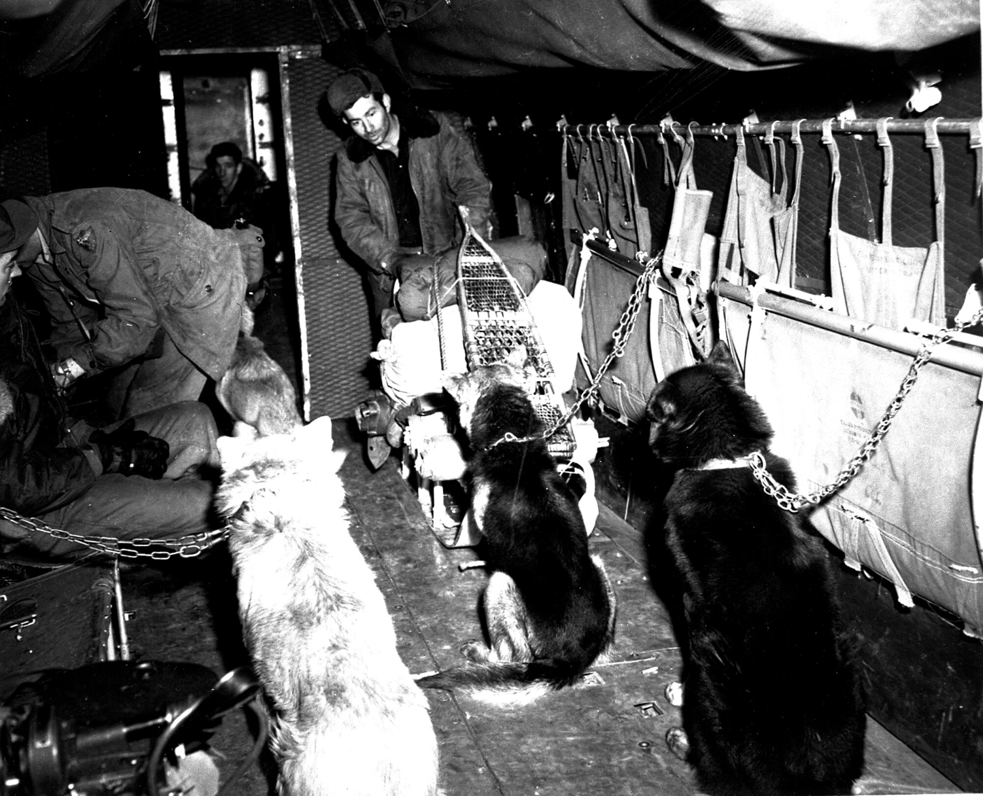 A team of military working dogs sits inside an aircraft circa 1950. (Photo courtesy of Alaska Veterans Museum, archives)