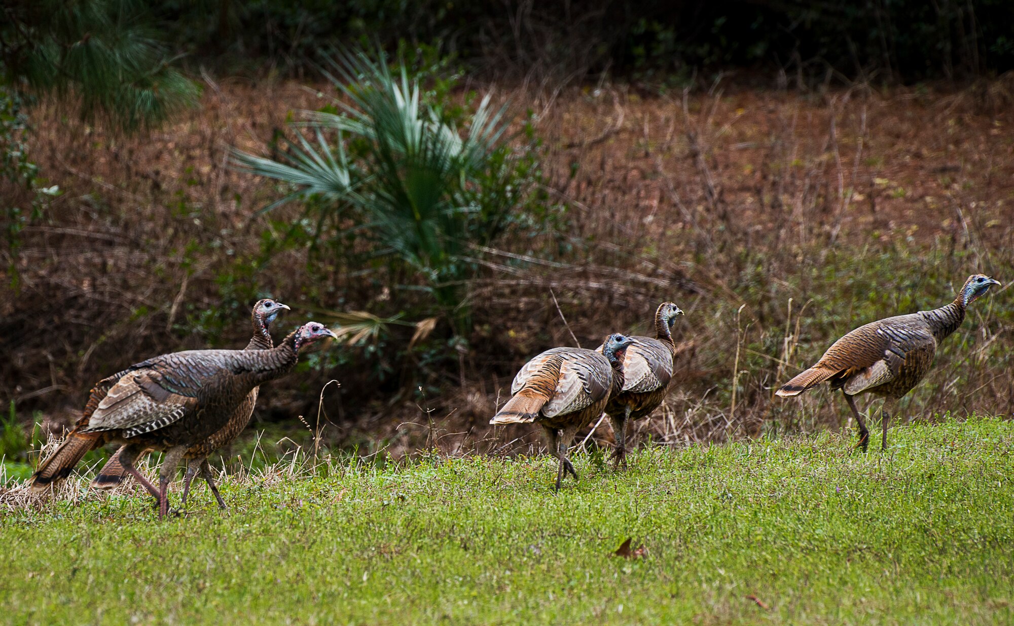 A group of approximately 13 wild turkeys were spotted along Eglin Boulevard March 7 at Eglin Air Force Base, Fla. Spring brings these normally reclusive birds out into the open to feed on new vegetative growth and insects. The Eglin reservation has a sizable wild turkey population including a growing number on the main base. For more information on wild turkeys or the upcoming turkey seasons, call Jackson Guard at 882-4165 or 4166. (U.S. Air Force photo/Samuel King Jr.)