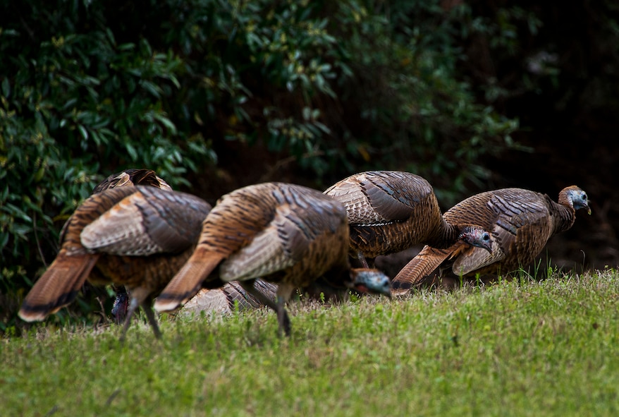 A group of approximately 13 wild turkeys were spotted along Eglin Boulevard March 7 at Eglin Air Force Base, Fla. Spring brings these normally reclusive birds out into the open to feed on new vegetative growth and insects. The Eglin reservation has a sizable wild turkey population including a growing number on the main base. For more information on wild turkeys or the upcoming turkey seasons, call Jackson Guard at 882-4165 or 4166. (U.S. Air Force photo/Samuel King Jr.)