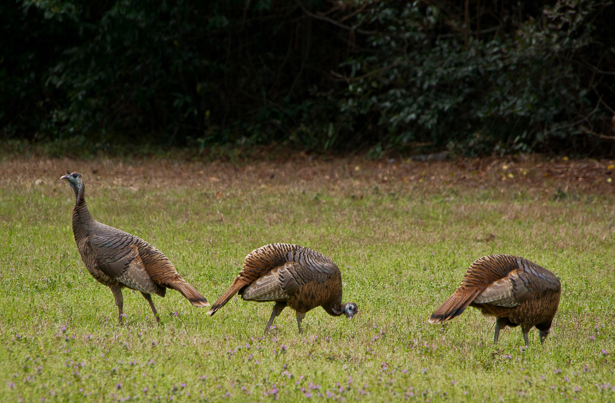 A group of approximately 13 wild turkeys were spotted along Eglin Boulevard March 7 at Eglin Air Force Base, Fla. Spring brings these normally reclusive birds out into the open to feed on new vegetative growth and insects. The Eglin reservation has a sizable wild turkey population including a growing number on the main base. For more information on wild turkeys or the upcoming turkey seasons, call Jackson Guard at 882-4165 or 4166. (U.S. Air Force photo/Samuel King Jr.)