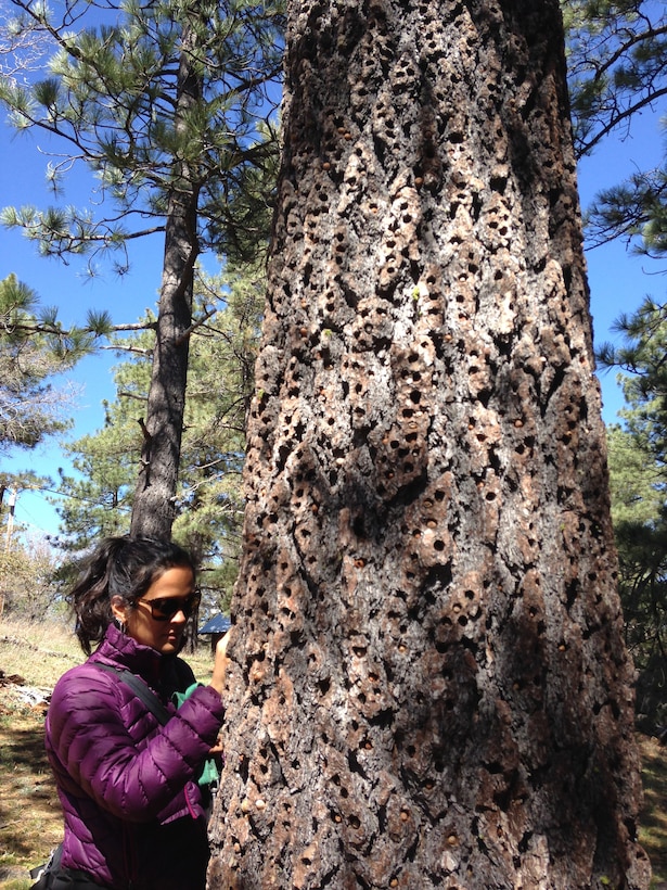 U.S. Army Corps of Engineers Project Manager and Biologist Shanti Santulli examines a granary tree for an acorn woodpecker near Los Angeles.  She said a typical granary tree contains hundreds or even thousands of acorns.  