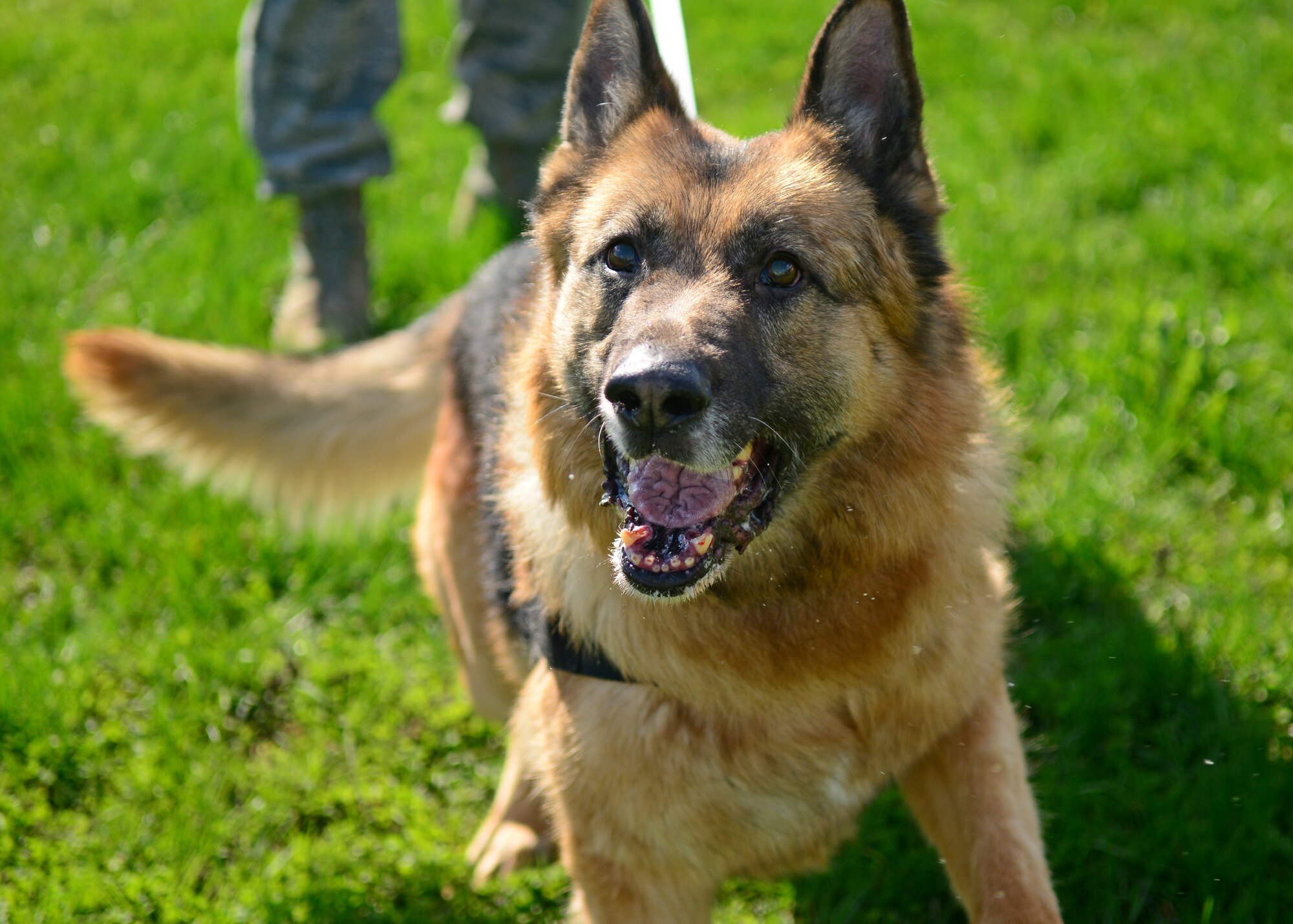Nado, a 31st Security Forces Squadron Military Working Dog, participates in aggression training, Feb. 27, 2014, at Aviano Air Base, Italy. Nado and his partner Staff Sgt. Rodreques Boyd are part of an MWD team, charged with providing vital support to ensuring the security of the base. (U.S. Air Force photo/Senior Airman Briana Jones)