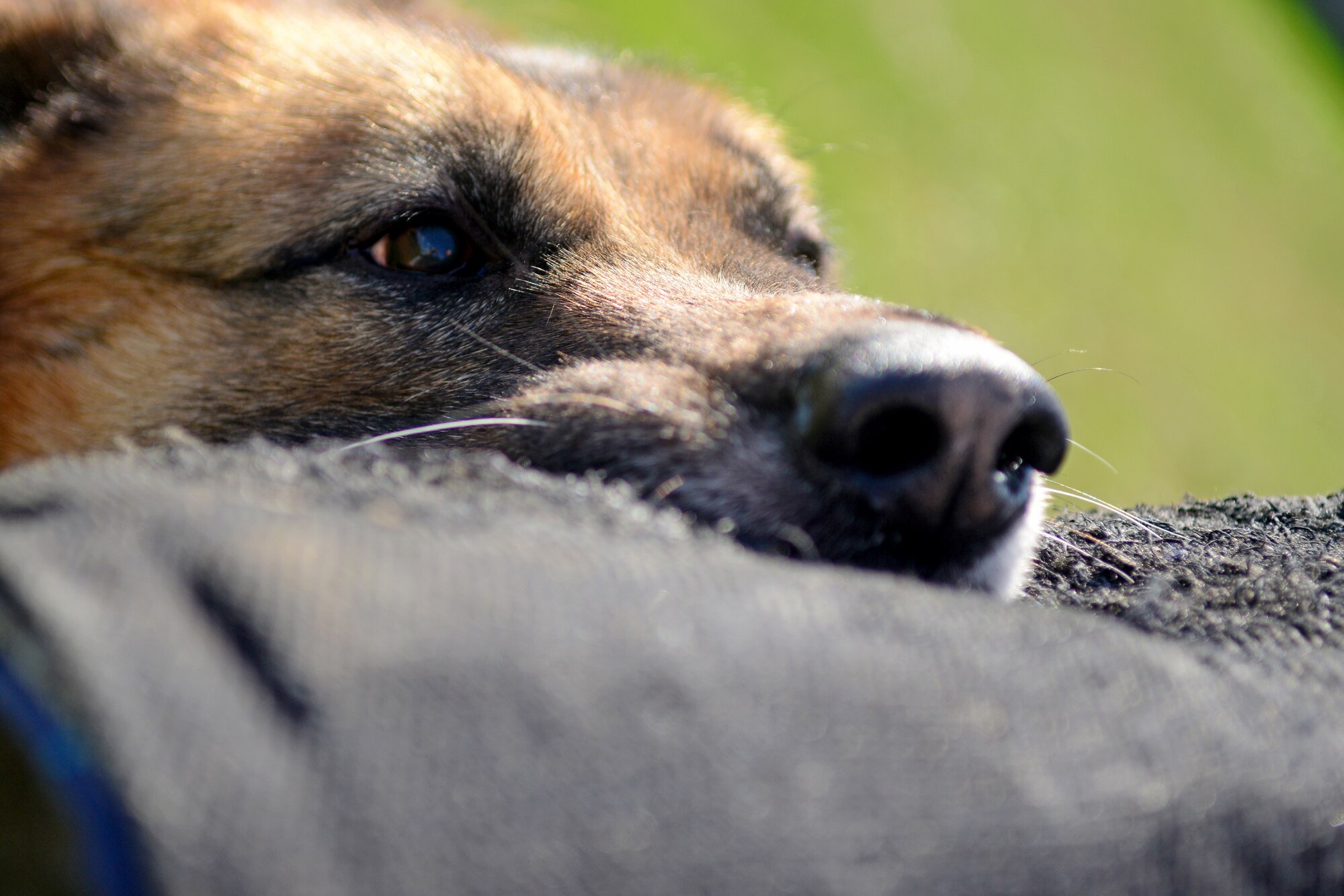 Nado, a 31st Security Forces Squadron Military Working Dog, bites down on a training sleeve, Feb. 27, 2014, at Aviano Air Base, Italy. Once a MWD team has met training requirements and seems to be a good fit, they are able to perform daily tasks to include patrolling the base, performing traffic stops and other duties security forces members are responsible for. (U.S. Air Force photo/Senior Airman Briana Jones)