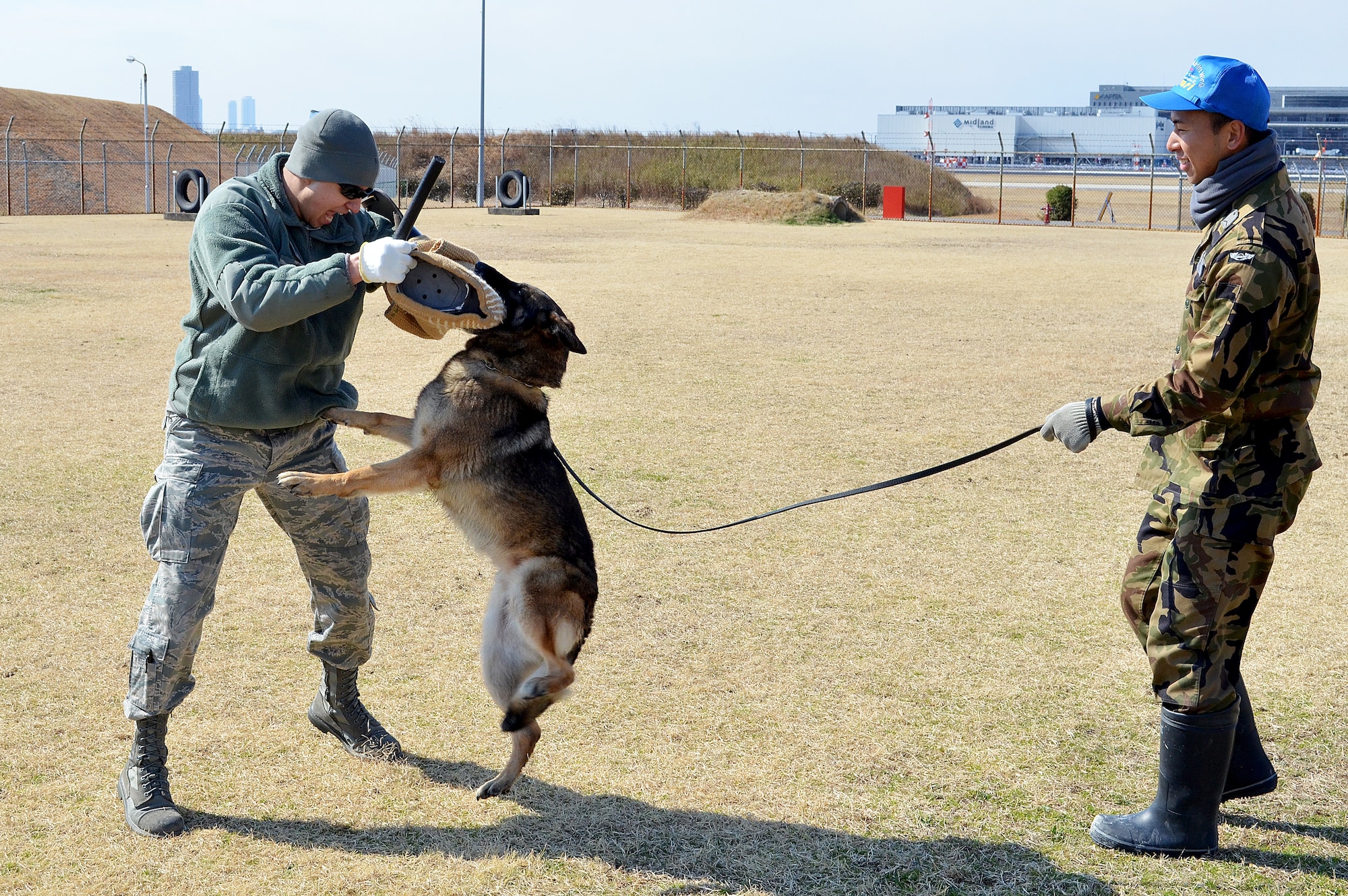 Staff Sgt. Jacob Hay, 374th Logistics Readiness Squadron vehicle operator, experiences dog handling training with members of Japanese Air Self Defense Force Security Forces as part of an exchange program at Komaki Air Base, Japan, March 7, 2015.  During the exchange eight Non-Commissioned Officers from Yokota Air Base, Japan, traveled to Komaki to experience how their JASDF counterparts conduct their mission and to learn more about the Japanese culture.  (U.S. Air Force photo by Tech. Sgt. Christopher Marasky/Released)