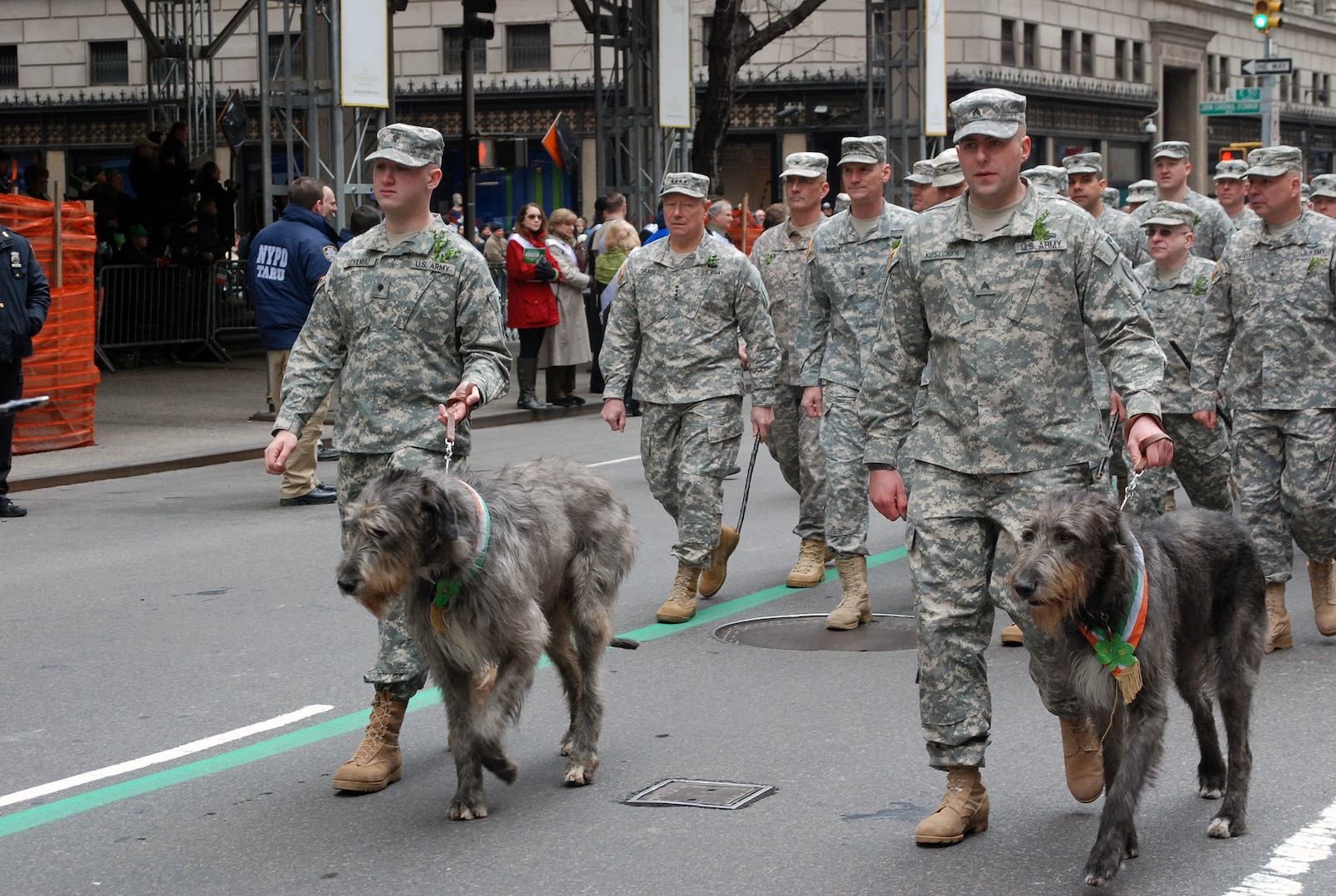 New York Army National Guard Soldiers of the 1st Battalion, 69th Infantry lead two Irish Wolfhounds, the official mascots of the battalion, during the 2013 St. Patrick's Day Parade up 5th Avenue.