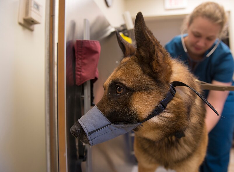 U.S. Army Capt. Megan Branham, 23d Aerospace Medicine Squadron officer in charge of veterinary clinic, listens to the heart of Military Working Dog Diyi, 822nd Base Defense Squadron, at Moody Air Force Base, Ga., March 14, 2014. Diyi was diagnosed with canine post traumatic stress disorder following a deployment to a village stability platform in Afghanistan in 2012. (U.S. Air Force photo by Senior Airman Tiffany M. Grigg/Released) 