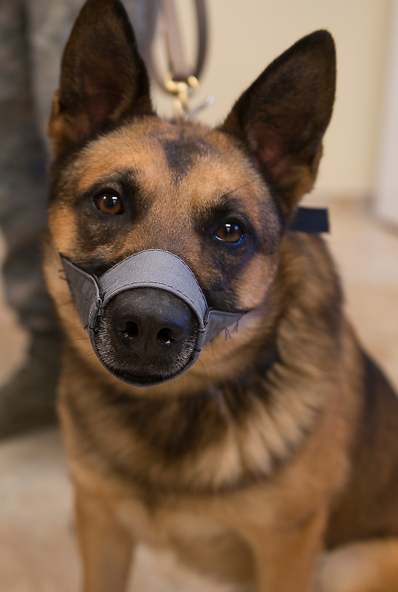 Military Working Dog Diyi, 822nd Base Defense Squadron, waits for his check up at Moody Air Force Base, Ga., March 14, 2014. Diyi was diagnosed with canine post traumatic stress disorder following a deployment to Afghanistan where he experienced multiple firefights and bombings and had multiple explosives detections that resulted in the saving of many lives. (U.S. Air Force photo by Senior Airman Tiffany M. Grigg/Released) 