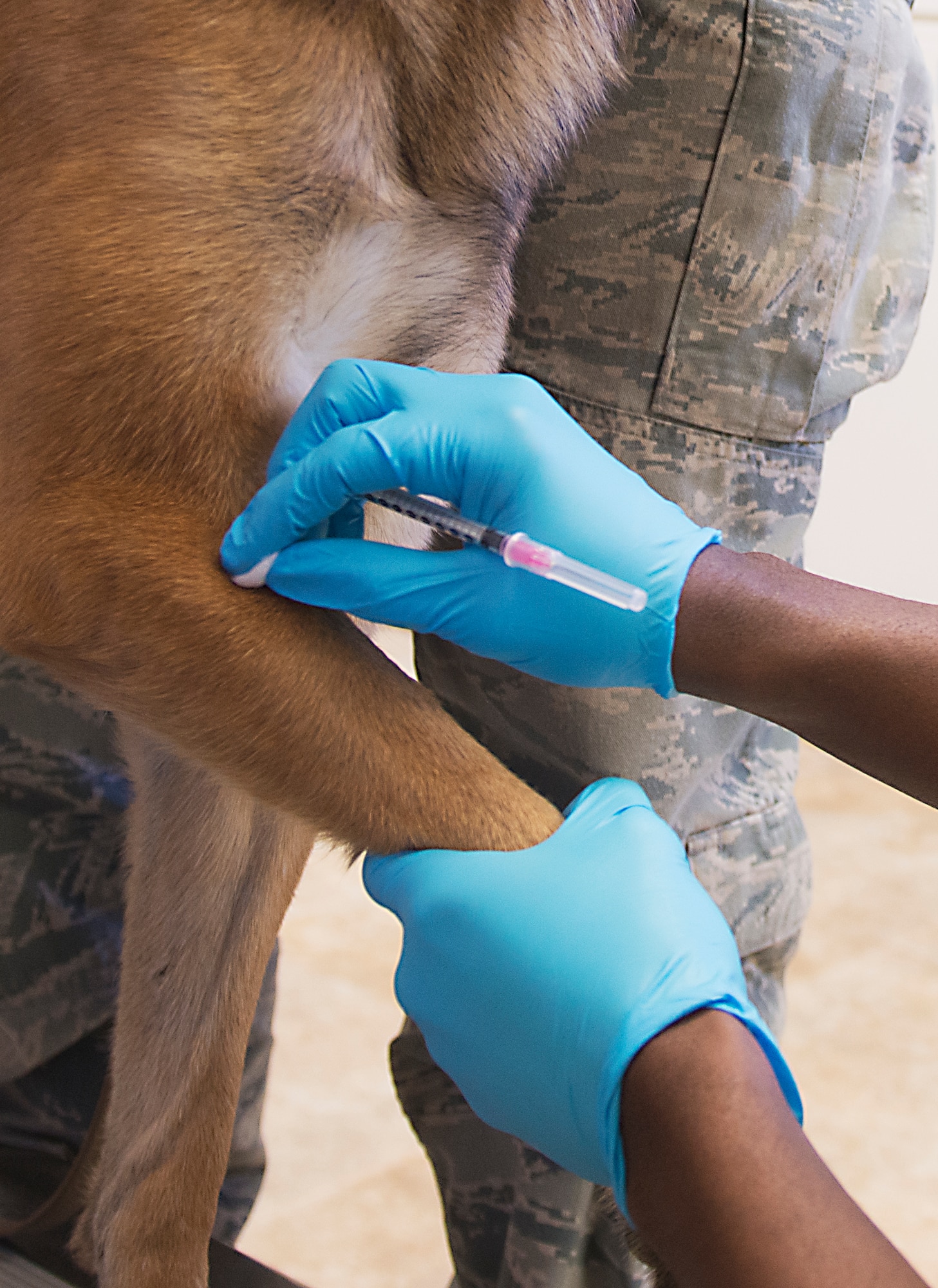 U.S. Army Spc. Traveon Holman, 23d Aerospace Medicine Squadron acting NCO in charge of veterinary clinic, takes a blood sample from Military Working Dog Diyi, 822nd Base Defense Squadron, at Moody Air Force Base, Ga., March 14, 2014. Diyi is the second MWD to be diagnosed with canine post traumatic stress disorder in the past four years here. (U.S. Air Force photo by Senior Airman Tiffany M. Grigg/Released) 