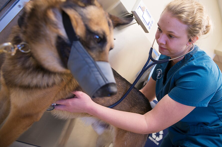U.S. Army Capt. Megan Branham, 23d Aerospace Medicine Squadron officer in charge of veterinary clinic, listens to the heart of Military Working Dog Diyi, 822nd Base Defense Squadron, at Moody Air Force Base, Ga., March 14, 2014. Diyi was diagnosed with canine post traumatic stress disorder following a four and a half month deployment to Afghanistan in 2012. (U.S. Air Force photo by Senior Airman Tiffany M. Grigg/Released) 